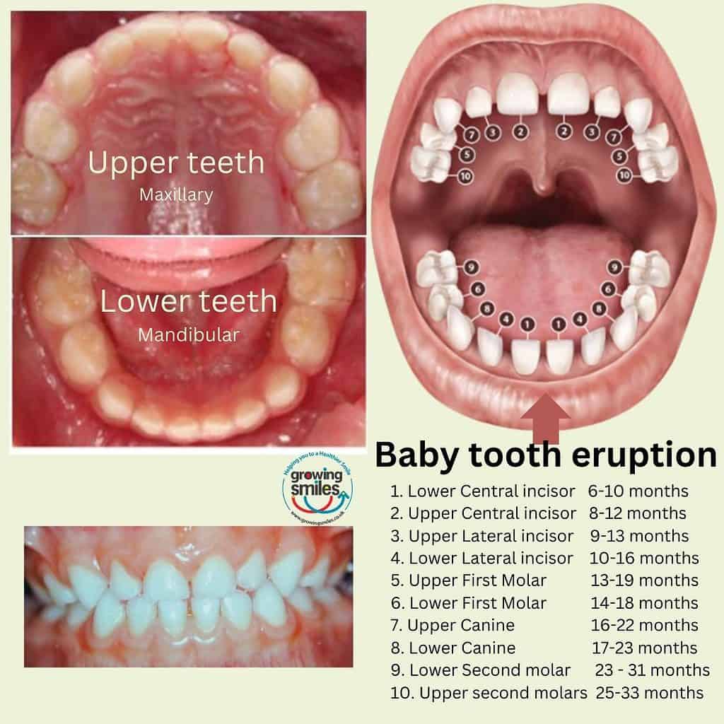 baby tooth eruption into the mouth