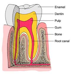 Parts of the tooth